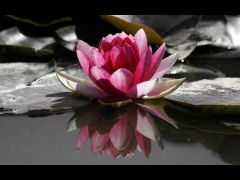 Tapeta Nature eee 1752.jpg